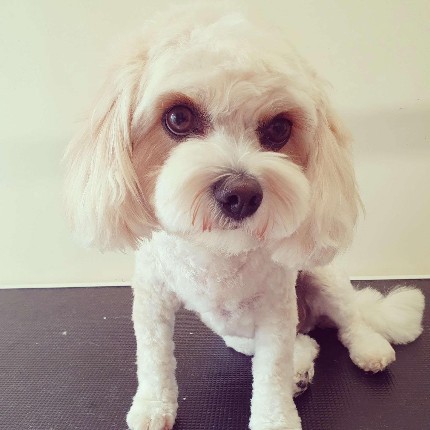 worthing dog groomer - dougie cavachon